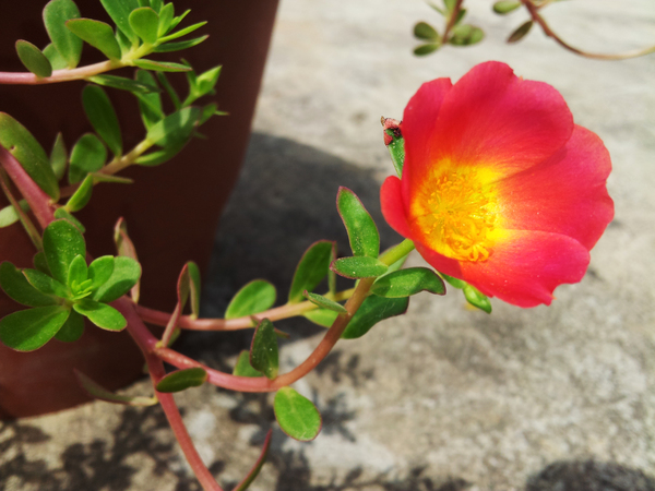 portulaca variety 600